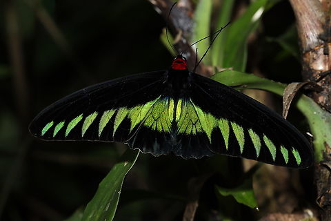 Rajah Brooke's Birdwing Butterfly Trogonoptera brookiana Rajah Brookes birdwing,Trogonoptera brookiana