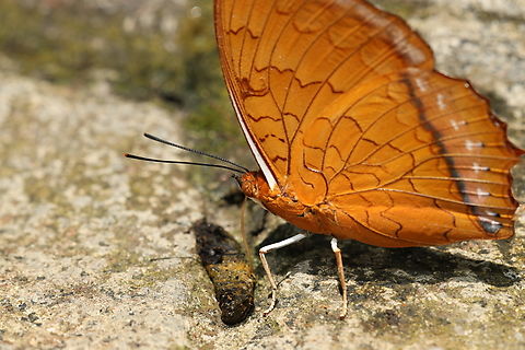 Tawny Rajah Butterfly Charaxes bernardus Charaxes bernardus,Tawny rajah