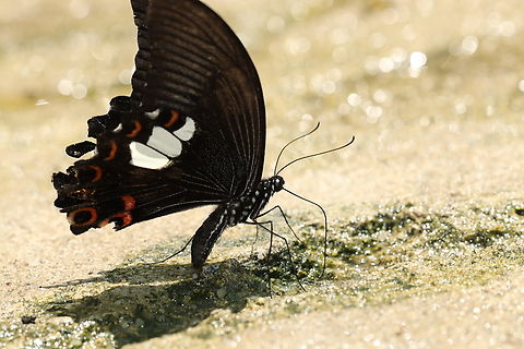 Red Helen Swallowtail Butterfly Papilio helenus Papilio helenus,Red Helen Swallowtail