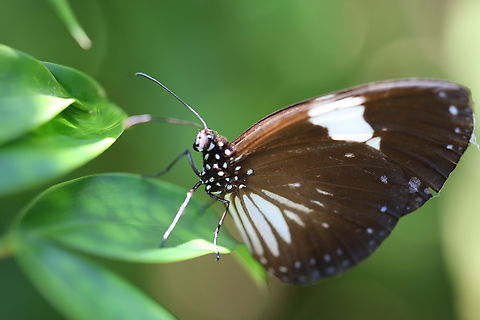Magpie Crow Butterfly Euploea radamanthus Euploea radamanthus,Magpie crow