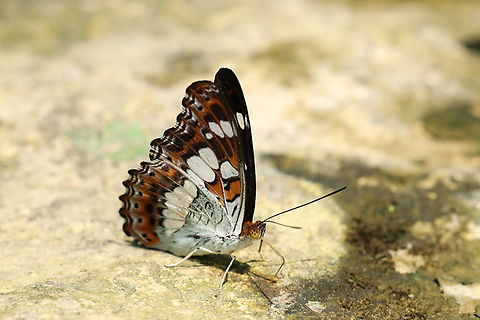 Commander Butterfly Moduza procris Commander,Moduza procris