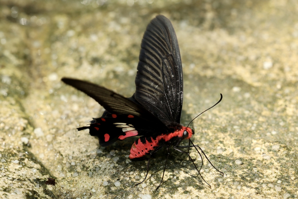 Common Rose Swallowtail Butterfly Pachliopta aristolochiae Common Rose Swallowtail,Pachliopta aristolochiae