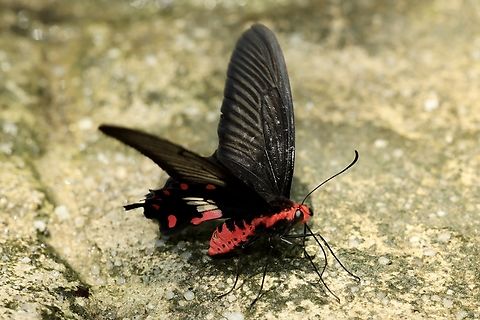 Common Rose Swallowtail Butterfly Pachliopta aristolochiae Common Rose Swallowtail,Pachliopta aristolochiae