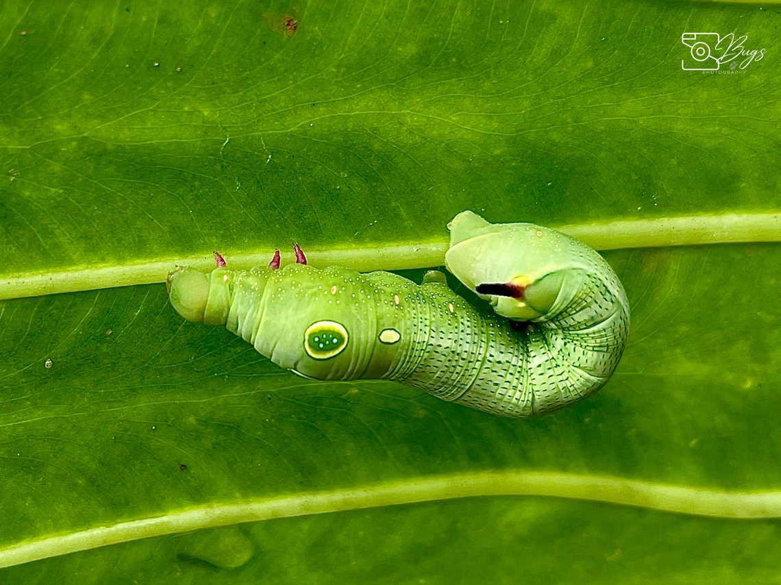 Vine Hawkmoth Caterpillar Hippotion celerio Hippotion celerio,Silver-striped hawk-moth