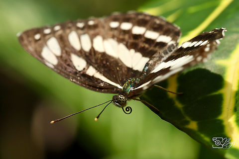 Common Sailer Butterfly, Kuala Lumpur Neptishylas Common sailor,Neptis hylas