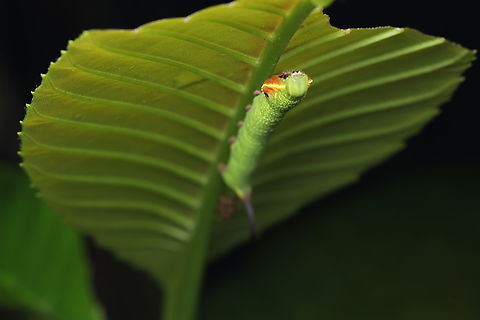 Caterpilar of Hawkmoth species Enpinanga borneensis Enpinanga borneensis