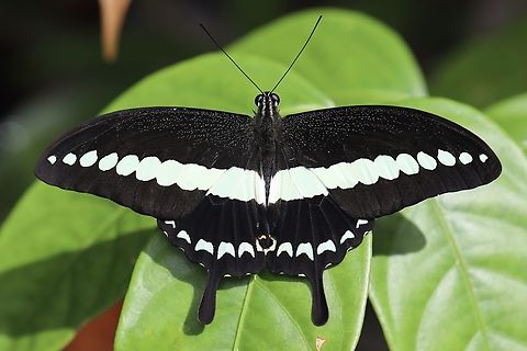 Banded Swallowtail Butterfly Papilio demolion Banded Swallowtail,Papilio demolion