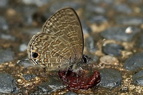 Common Lineblue Butterfly Prosotas nora Common lineblue,Prosotas nora