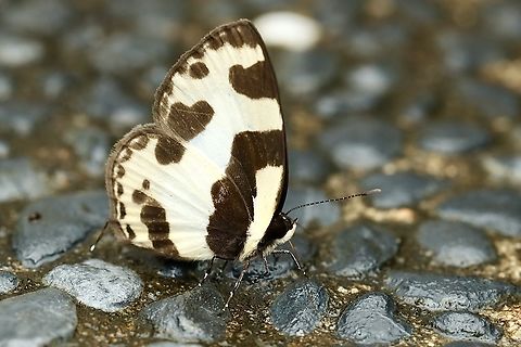 Elbowed Pierrot Butterfly Caleta elna Caleta elna,Elbowed Pierrot