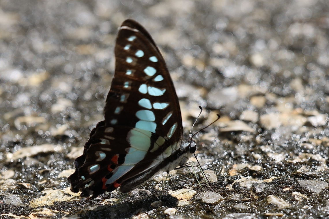 Lesser Jay Butterfly Graphium evemon Graphium evemon