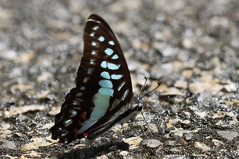 Lesser Jay Butterfly Graphium evemon Graphium evemon
