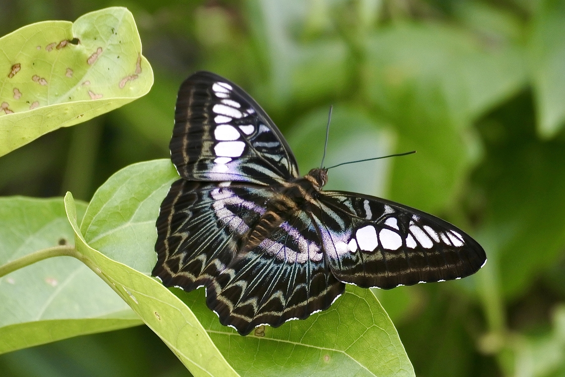 Clipper Butterfly Parthenos sylvia<br />
P. s. borneensis  Clipper,Parthenos sylvia