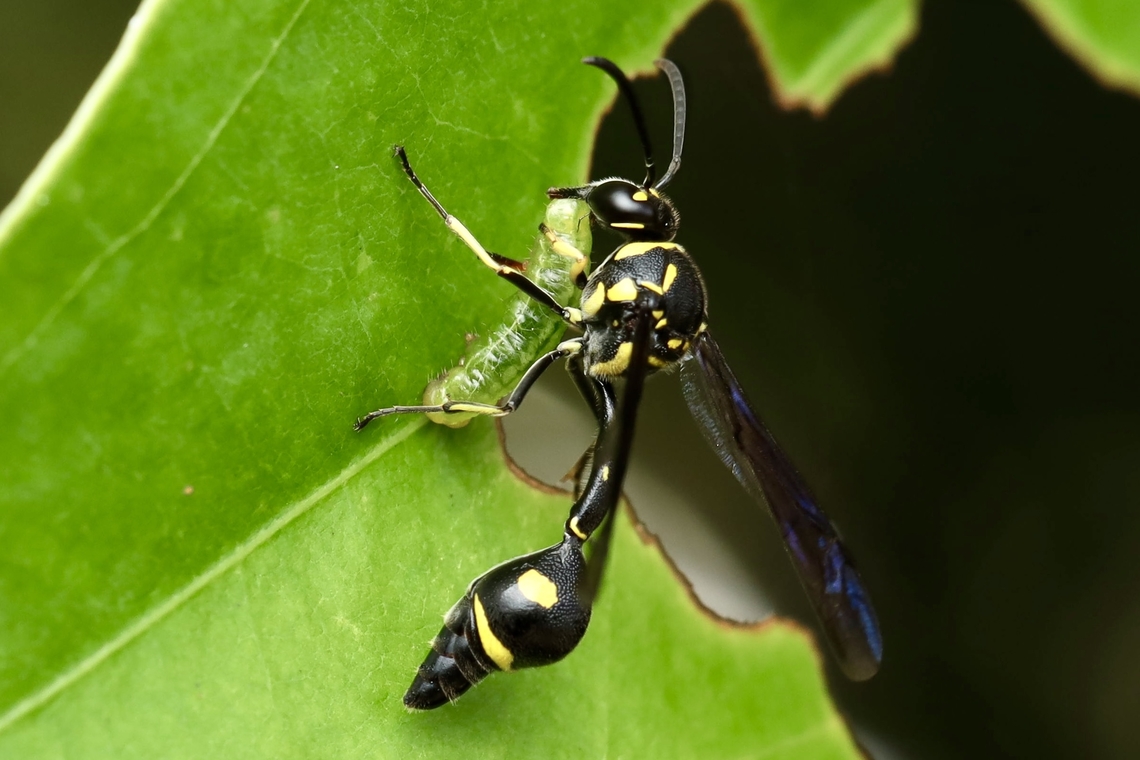 Potter Wasp carrying a paralyzed caterpillar Omicroides singularis Omicroides,Omicroides singularis