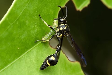 Potter Wasp carrying a paralyzed caterpillar Omicroides singularis Omicroides,Omicroides singularis