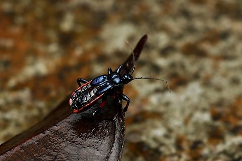 Nymph of Assassin Bug in Borneo Ectrychotes serdangensis