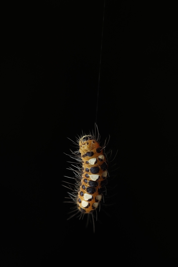 Caterpillar of Subcordata Moth Thyrassia subcordata Thyrassia penangae,Thyrassia subcordata