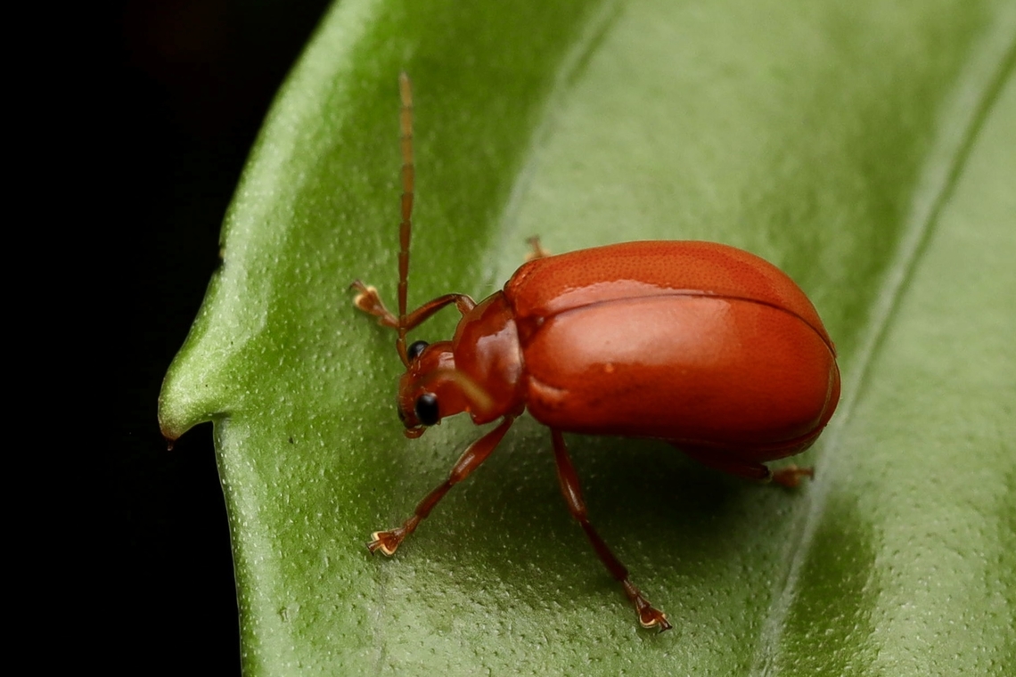 Cucurbit Beetle Aulacophora indica Aulacophora indica