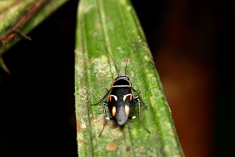 Orange-spotted Cockroach Sundablatta sexpunctata Sundablatta pulcherrima,Sundablatta sexpunctata