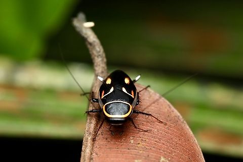 Orang-spotted Cockroach Sundablatta sexpunctata Sundablatta pulcherrima,Sundablatta sexpunctata