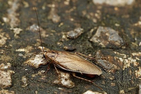 Asian Cockroach Blattella asahinai Blattella asahinai