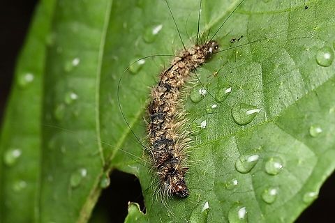 Caterpillar of Spongy Moth Lymantria dispar