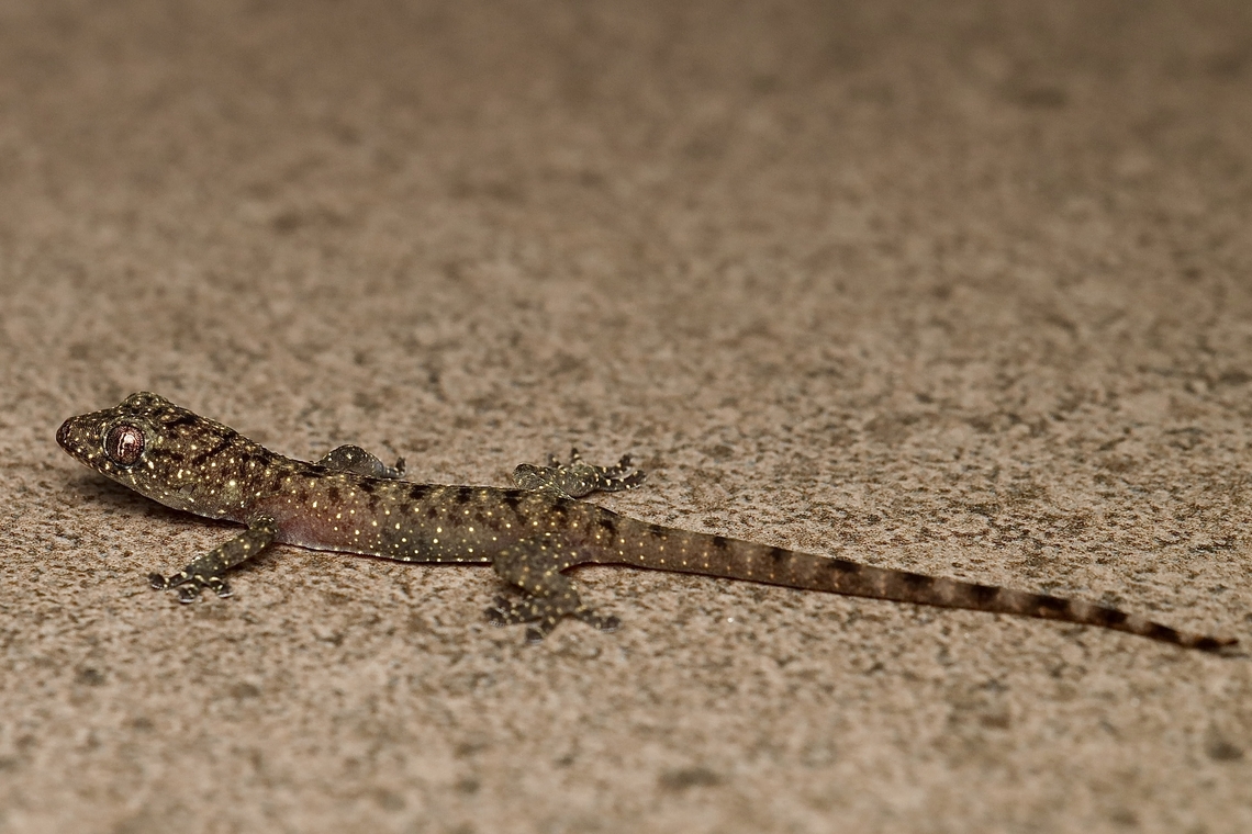 Double-spotted Gecko Gekko monarchus Double-spotted Gecko,Gekko monarchus