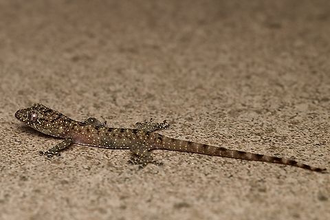 Double-spotted Gecko Gekko monarchus Double-spotted Gecko,Gekko monarchus