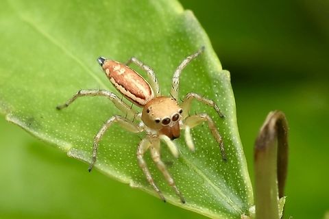 Tangerine Garden Jumper Cosmophasis lami
Also known as Lami Beach Northern Jumping Spider Cosmophasis lami