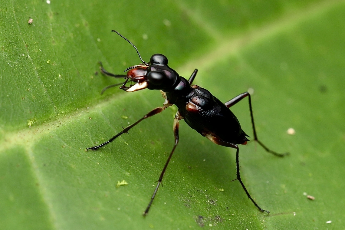 Tiger Beetle, Kuching Therates latreillei Therates latreille