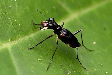 Tiger Beetle, Kuching Therates latreillei Therates latreille