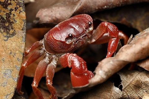 Forest Floor Crab, Kuching Thelphusula cristicervix Thelphusula cristicervix