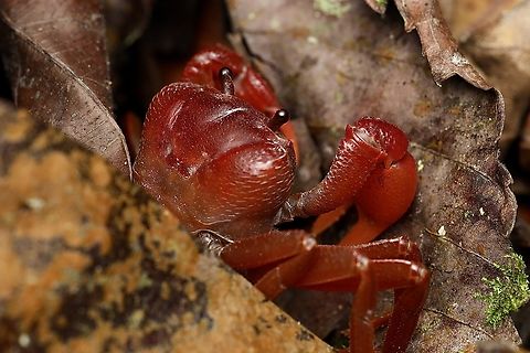 Forest Floor Crab, Kuching Thelphusula cristicervix Thelphusula cristicervix,crab
