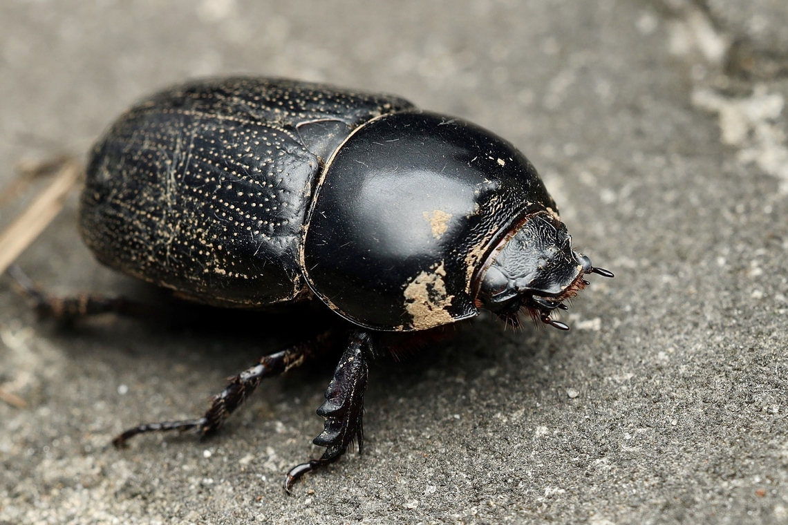 Ground Beetle, Kuching Clyster itys Clyster itys