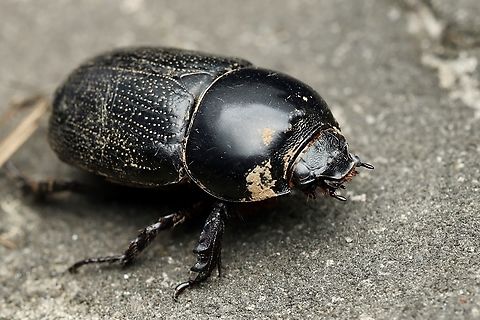 Ground Beetle, Kuching Clyster itys Clyster itys