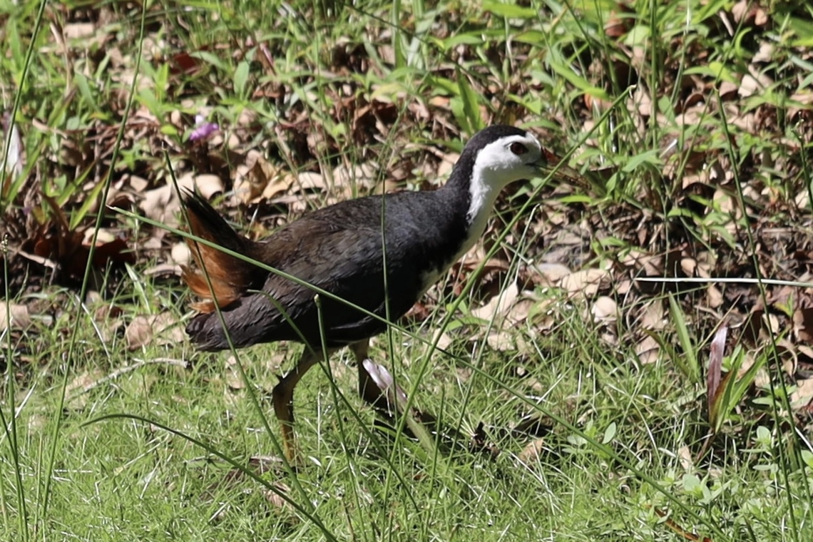 White-breasted Waterhen, Kuching Amaurornis phoenicurus Amaurornis phoenicurus,White-breasted waterhen