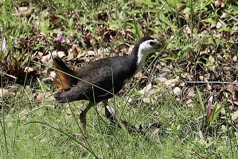 White-breasted Waterhen, Kuching Amaurornis phoenicurus Amaurornis phoenicurus,White-breasted waterhen