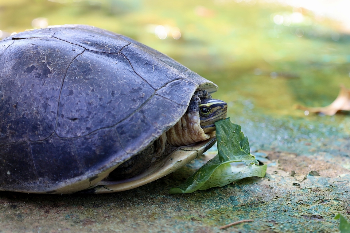 Malayan Box Terrapin, Kuching Cuora amboinensis Amboina box turtle,Cuora amboinensis