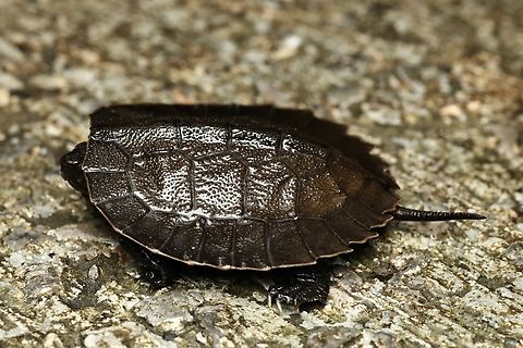 Asian Leaf Turtle, Kuching Cyclemys dentata Asian leaf turtle,Cyclemys dentata