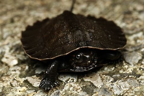Asian leaf turtle