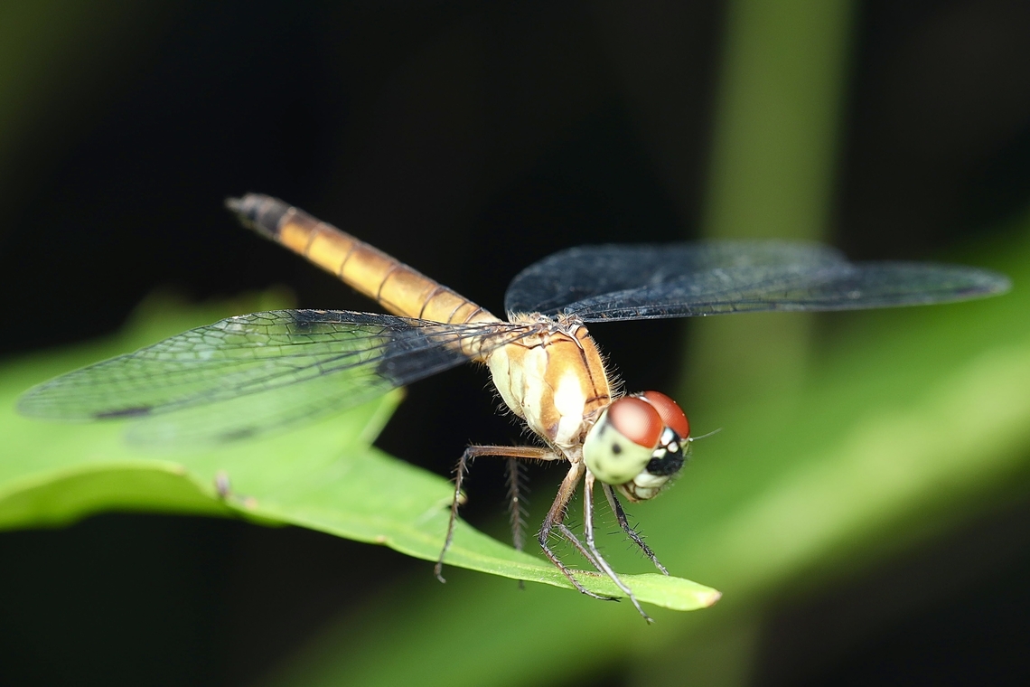 Female Pixie Dragonfly, Kuching Brachygonia oculata  Brachygonia oculata,Pixie