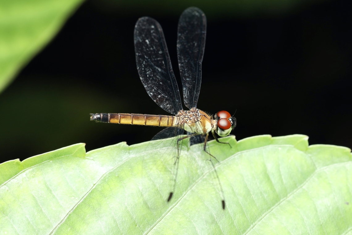 Female Pixie Dragonfly, Kuching Brachygonia oculata  Brachygonia oculata,Pixie