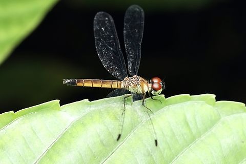 Female Pixie Dragonfly, Kuching Brachygonia oculata  Brachygonia oculata,Pixie