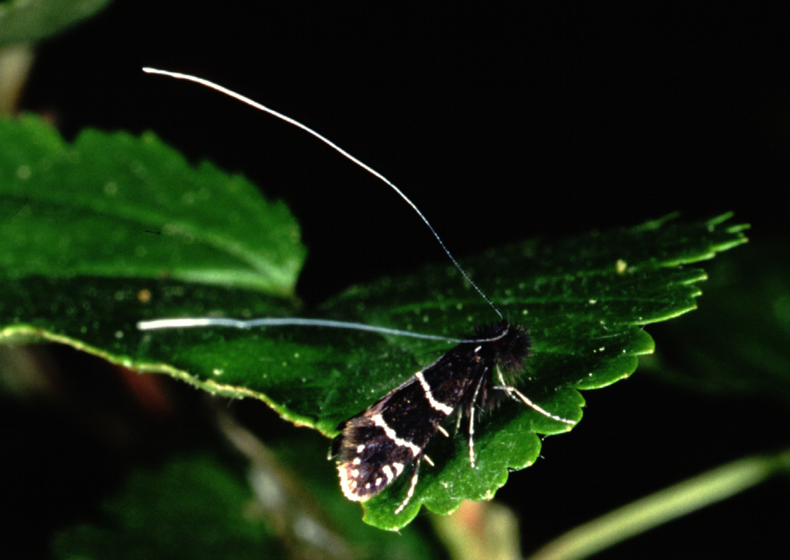 Adela septentrionella - male Male Adela septentrionella at a display site in a relaxed posture. Note the long tibial spurs used in fighting rival males at display sites, both while landed and in flight, to fray their wings and even kill. Photo by Paul J. Watson. Flathead Lake Biological Station. Adela septentrionella,Ocean Spray Fairy Moth