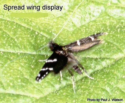 Adela septentrionella male in fighting stance. Male Adela septentrionella in fighting stance (spread wig display) just before pouncing on a rival male at a mating display site. Note the prominent tibial spurs. Photo by Paul J. Watson. Adela septentrionella,Geotagged,Ocean Spray Fairy Moth,United States