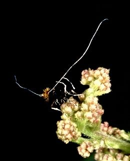 Adela septentrionella - female Female Adela septentrionella perched on Ocean Spray flower buds, Literally watching a male mating swarm from about 3 meters away. The orange hairdo characteristic of females may function to keep them from being attacked when they fly into a male mating swarm and perform evasive flight. The males with the most energy, skill, and least damaged wings are most likely to catch her. Matings occur on the leaves right below the swarm without harassment by other males present. Photo by Paul J. Watson. Adela septentrionella,Geotagged,Ocean Spray Fairy Moth,United States