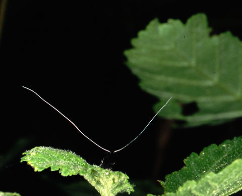 Adela septentrionella - male Male Adela septentrionella. Sinister. Ready for action. Photo by Paul J. Watson. Adela septentrionella,Geotagged,Ocean Spray Fairy Moth,United States