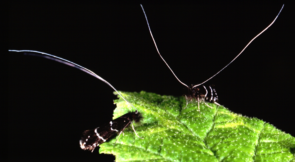 Rival male Adela septentrionella perched at a swarming site. Rival male Adela septentrionella perched at a swarming site. Note the prominent tibial spurs used in both landed and aerial combat. Photo by Paul J. Watson. Adela septentrionella,Geotagged,Ocean Spray Fairy Moth,United States
