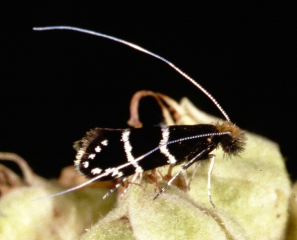 Adela septentrionella - female Female Adela septentrionella. Photo by Paul J. Watson. Adela septentrionella,Geotagged,Ocean Spray Fairy Moth,United States