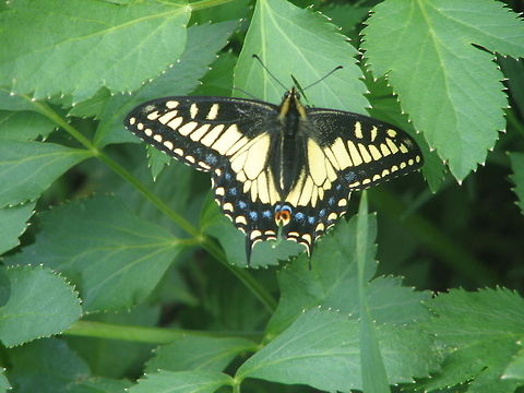 Butterfly Large yellow butterfly with black patterns. Anise Swallowtail,Butterfly,Papilio zelicaon,Rhopalocera