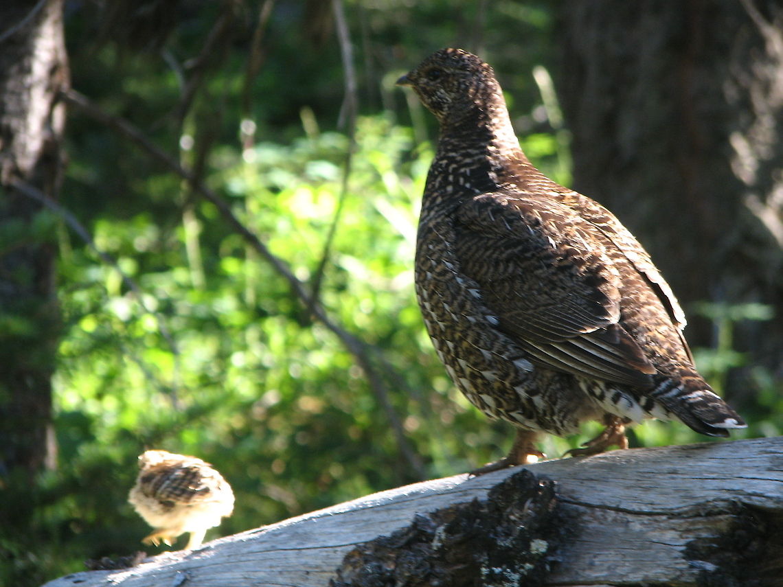 Ptarmigan and Chick A touching view of two generations of Ptarmigans Lagopus muta,Rock Ptarmigan,ptarmigan
